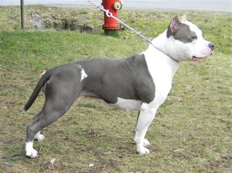 Size height of American Bully range between 13 inch to 23 inch. There are four classes in the American Bully depending on their height and body size. The classes are as followed Pocket Standard Classic XL Pocket American Bully is determined by thier adult height. Males measure under 17 inches (43 cm) and no less than 14